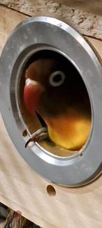 Te koop 2 agapornis met kooi, Dieren en Toebehoren, Vogels | Parkieten en Papegaaien, Geslacht onbekend, Dwergpapegaai of Agapornis