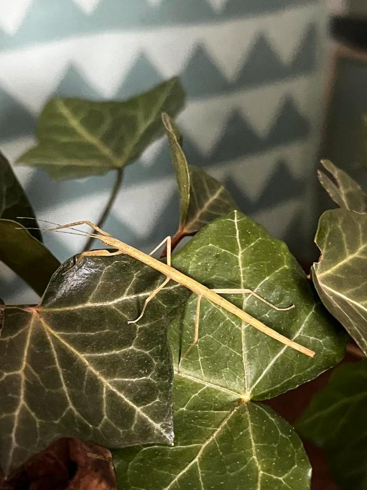 Wandelende takken, Dieren en Toebehoren, Insecten en Spinnen, Wandelende tak