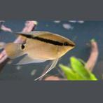 Mesonauta mirificus peru, Vis