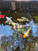 7 Koi Karpers te koop, Karper of Koi