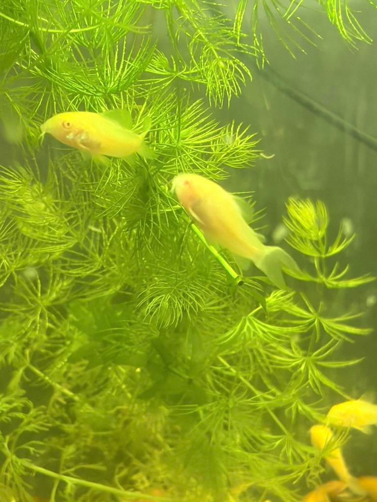 Corydora Albino, Vis