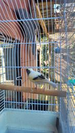 Kanarie pop te koop, Vrouwelijk