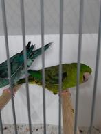 Koppel catharina parkieten  2025, Meerdere dieren, Parkiet, Geringd