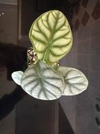 Alocasia silver dragon, Ophalen, Halfschaduw, In pot, Minder dan 100 cm