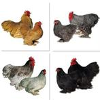 Cochin kriel hennen, Dieren en Toebehoren, Pluimvee, Vrouwelijk, Kip