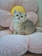 Prachtige raszuivere britse korthaar kittens, Meerdere dieren, Ontwormd, 0 tot 2 jaar