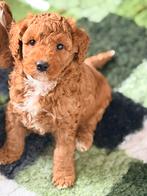 Prachtige mini labradoodle pups te koop!Wij mogen verhuizen!, Parvo, Overige rassen, 8 tot 15 weken, Meerdere