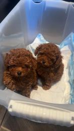 Mooie kleine mini toypoedel pups, Dieren en Toebehoren, Honden | Chihuahua's en Gezelschapshonden, Poedel, 8 tot 15 weken, Parvo