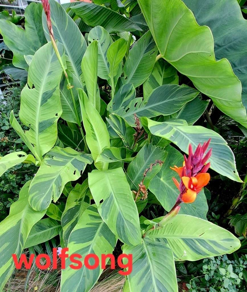 Canna wolfsong knollen, Tuin en Terras, Ophalen, Overige soorten, Volle zon