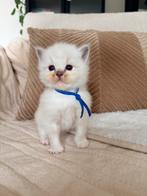 Ragdoll kittens raszuiver, Meerdere dieren, Gechipt