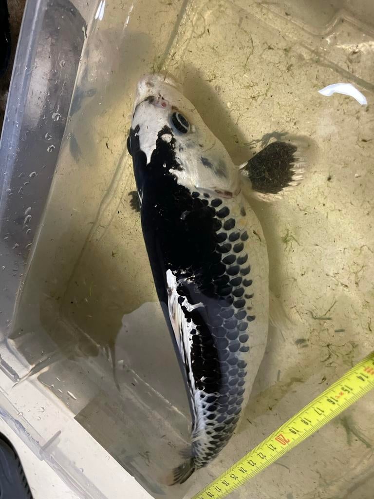 kumonryu matsuba  Kawarimono koi, Dieren en Toebehoren, Karper of Koi