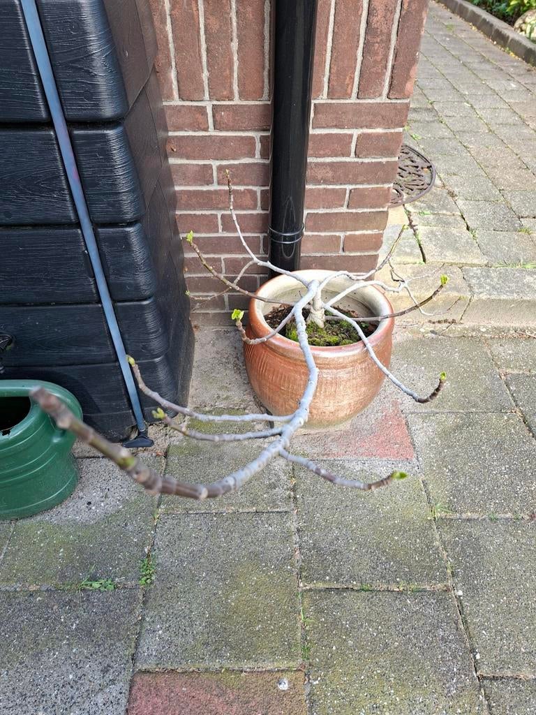 Vijg plant 4 jaar oud, Tuin en Terras, Ophalen, Minder dan 100 cm, In pot, Vijgenboom