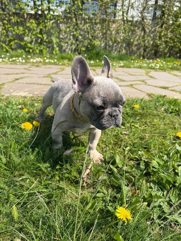 Mooie Franse Bulldog pups beschikbaar, Dieren en Toebehoren, 8 tot 15 weken, Parvo, Bulldog, Meerdere