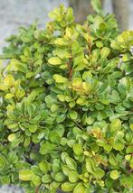 ACTIE, Berberis julianea, Wintergroene zuurbes, Ophalen of Verzenden, Overige soorten, Struik, Minder dan 100 cm