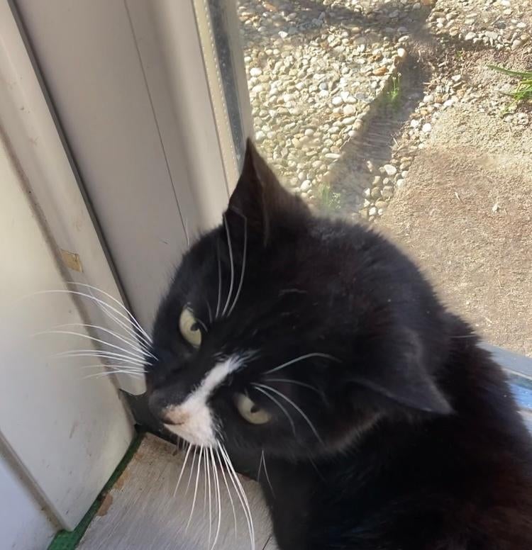 Can you give Evert the home she's looking for?, Dieren en Toebehoren, Poes, Kortharig, 6 jaar of ouder