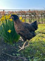 Kippen, Vrouwelijk, Kip