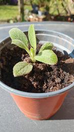 Salie kruid, Ophalen, Halfschaduw, Minder dan 100 cm