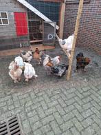 Brahma broedeieren, Dieren en Toebehoren, Pluimvee, Geslacht onbekend, Kip