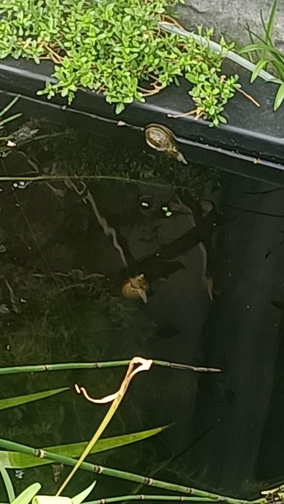 Poelslakken 25 stuks, Ophalen