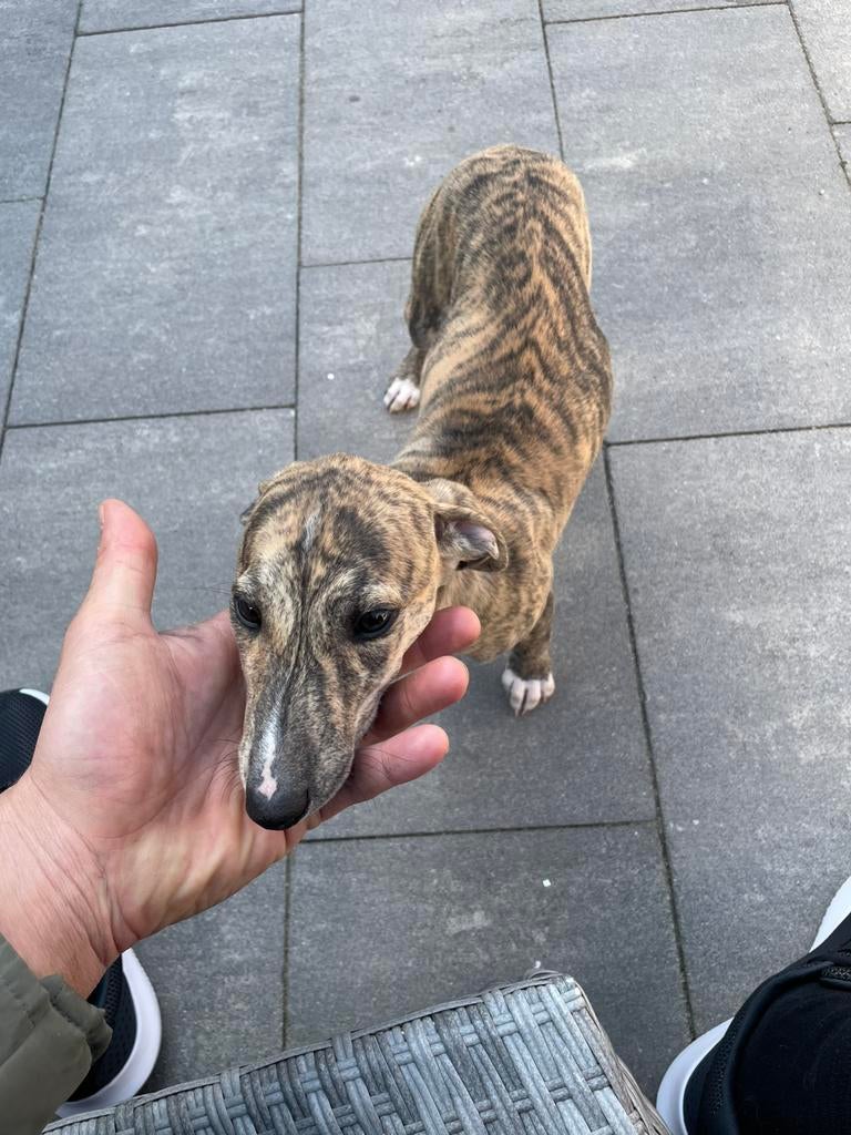 Whippet pups /windhond 2 teefjes, Whippet, 8 tot 15 weken, Teef, Meerdere