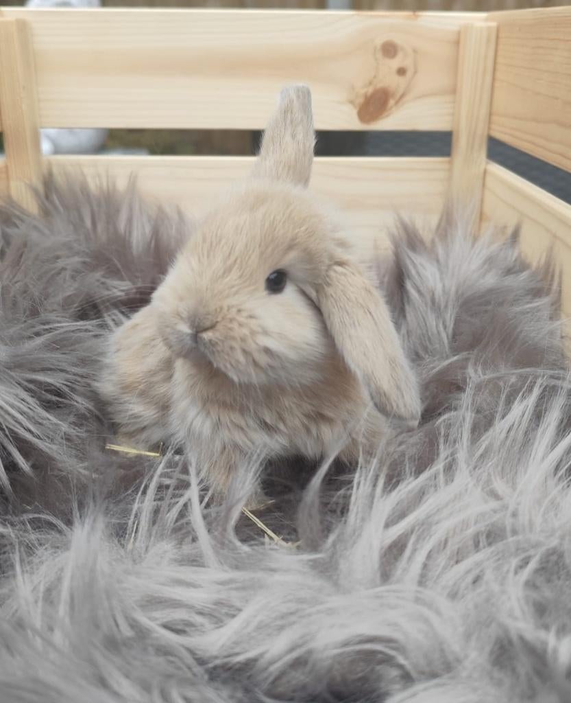 Franse Hangoor, Dieren en Toebehoren, Konijnen, Mannelijk, Groot, Hangoor, 0 tot 2 jaar