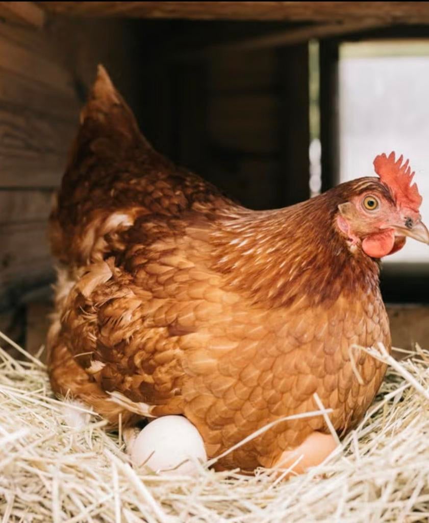 gevraagd, Dieren en Toebehoren, Pluimvee, Vrouwelijk, Kip