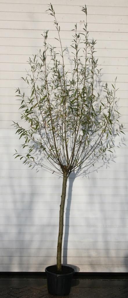 Knotwilg, Lente, 100 tot 250 cm, Volle zon, In pot