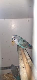 Koppel blackwings, Dieren en Toebehoren, Meerdere dieren, Parkiet