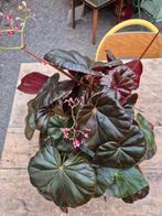 Begonia Red Fred XXL p14 (1)