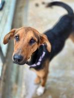 ACE: Twinkle is een actieve hond die graag bezig is!, Particulier, Buitenland, Teef, Eén hond