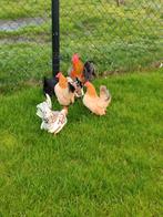 Mooie Serama hanen en hennen, Dieren en Toebehoren, Pluimvee, Meerdere dieren, Kip