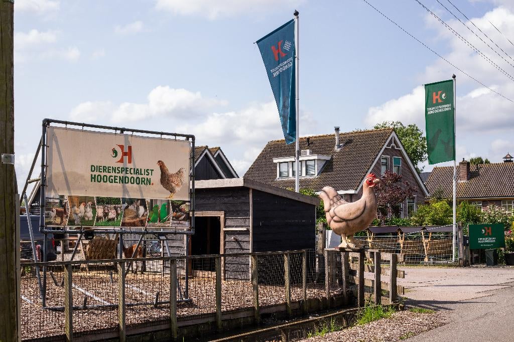 GEZOCHT: Kanaries mannen en poppen, Mannelijk, Zangkanarie