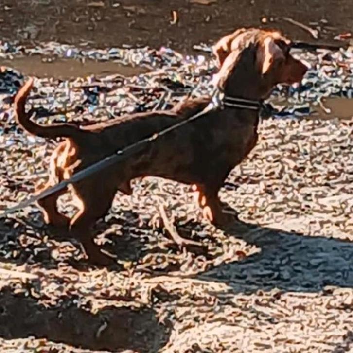 Dekreu dwerg teckel niet tekoop.., Dieren en Toebehoren, Honden | Teckels en Dashonden, Reu, Korthaar, Dwerg, Particulier, Eén hond