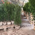 Taxus Baccata te koop. Zeer voordelige prijzen., Ophalen of Verzenden, Bloeit niet, Halfschaduw, Overige soorten