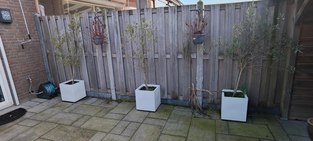 3 olijfbomen in pot, Tuin en Terras, Ophalen, Kunststof, Minder dan 3 meter, 1 tot 2 meter