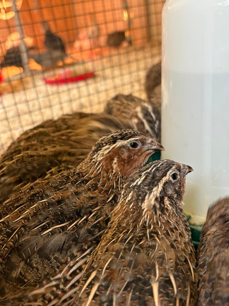 Jonge Japanse Kwartels te koop, Dieren en Toebehoren, Geslacht onbekend, Overige soorten