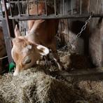 Jersey os, Dieren en Toebehoren, Runderen, Mannelijk, 0 tot 2 jaar