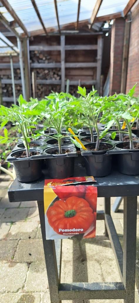 Tomatenplanten, Ophalen of Verzenden, Eenjarig, Overige soorten, Volle zon