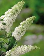 Vlinderstruik buddleja white profusion, Tuin en Terras, Planten | Tuinplanten, Ophalen, Overige soorten, Volle zon