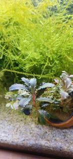 Java mos, Kreeft, Krab of Garnaal