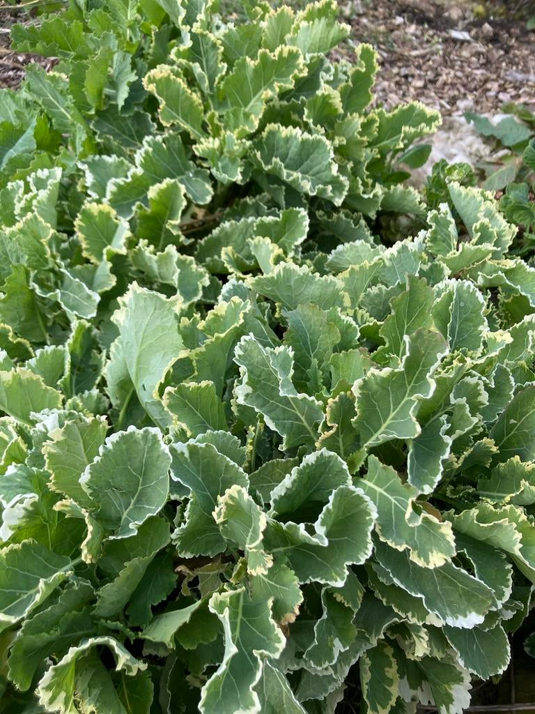 Stekjes eeuwige moes, Ophalen, Bloeit niet, Halfschaduw, Groenteplanten