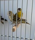 Sijzen, Meerdere dieren