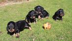 Prachtige ruwharige dwerg teckel pups, Parvo, Nederland, 8 tot 15 weken, Dwerg