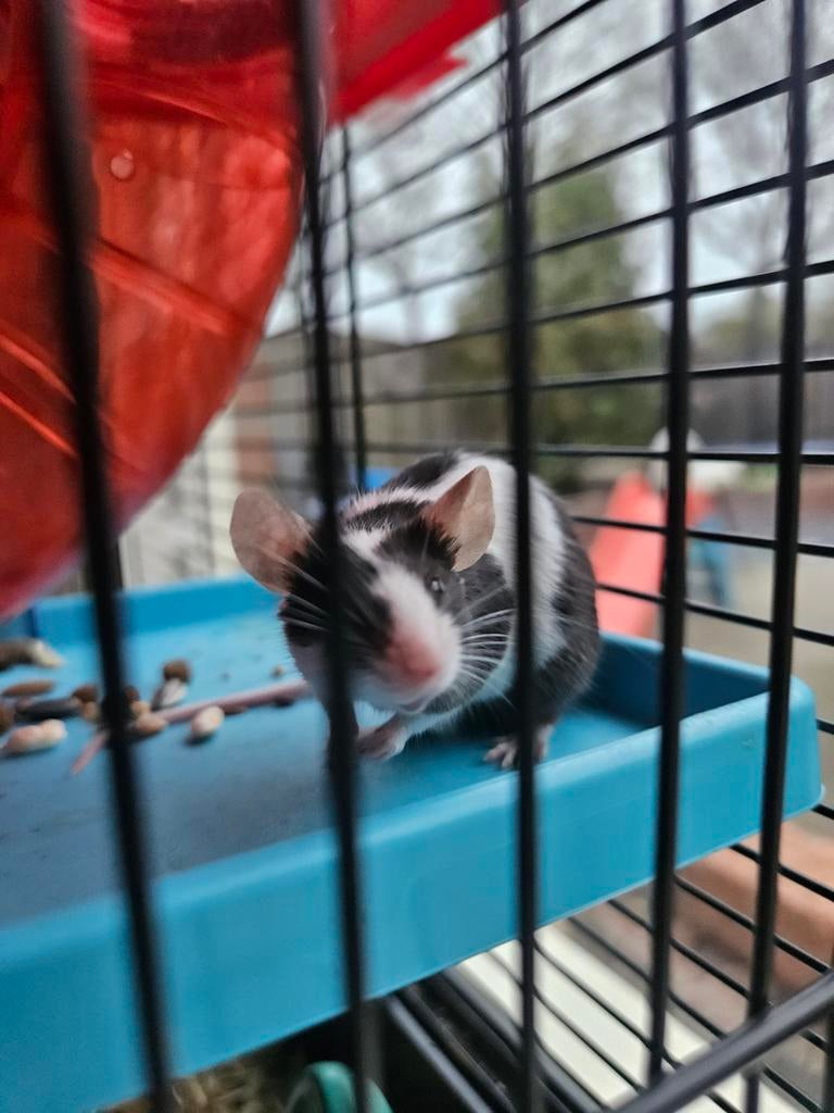 Tamme muisjes, Dieren en Toebehoren, Knaagdieren, April, Muis, Mannelijk, Tam