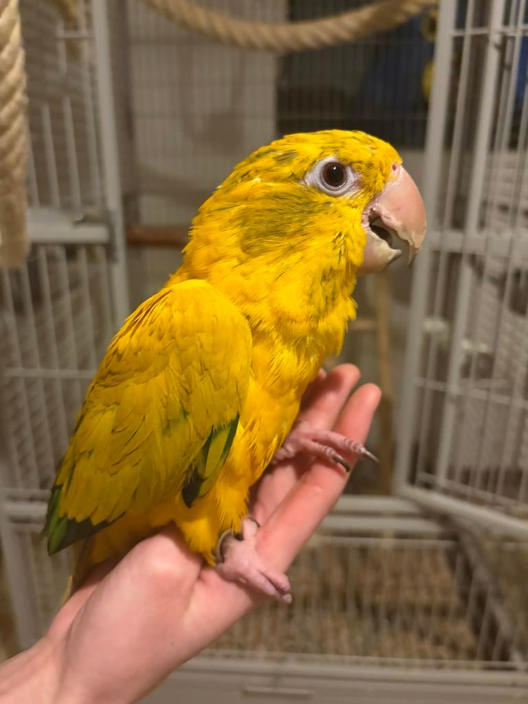 Supertam goudparkiet jonge pop (guaruba guarouba), Dieren en Toebehoren, Vrouwelijk, Geringd