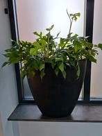 Hoge zwarte bloempot met Monstera planten, Tuin en Terras, Ophalen, Gebruikt, Binnen, 30 tot 60 cm