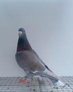 Rode Rubella postduif kleurpostduif kleurpostduiven, Dieren en Toebehoren, Mannelijk, Postduif