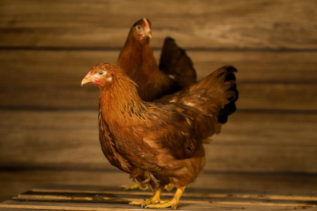 New Hampshire krielen | Goede leggers | Passend advies, Dieren en Toebehoren, Meerdere dieren, Kip