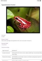 Gezocht Epipedobates anthonyi (tricolor) gifkikker, Dieren en Toebehoren, Reptielen en Amfibieën, Amfibie, 0 tot 2 jaar
