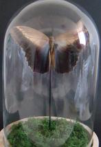 Vlinder in grote stolp, Huis en Inrichting, Ophalen of Verzenden